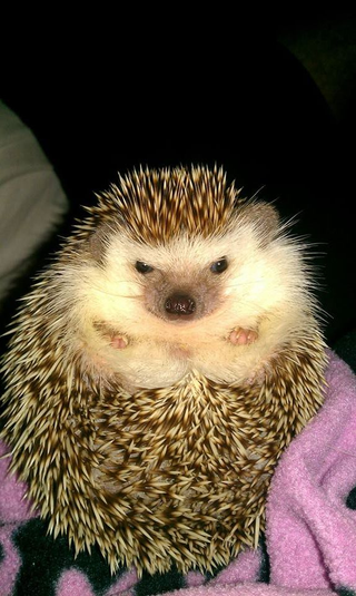 Illustration for article titled Help me choose a prickle pic!